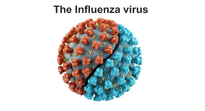 Influenza Virus Structure: A Microscopic View - Detailed illustration of influenza virus, showcasing its structure, proteins, and genetic material.