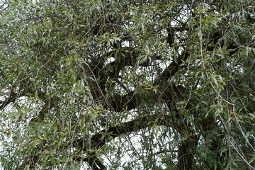 Teilaufnahme einer Weidenblättrigen Birne (Pyrus salicifolia) im Sommer