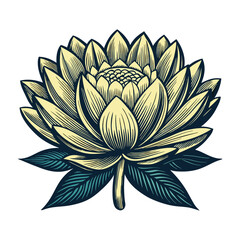 White-isolated water lily flower with green leaves, a beautiful floral vector illustration