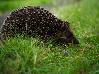 Hedgehog in garden grass eating food close up 