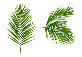 Obraz premium Two vibrant green palm fronds isolated on transparent background