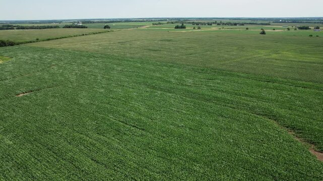 An arial drone shot flying over cornfields in America.