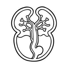 Kidneys with branching structures internal details organ organs