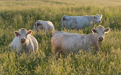 A small group of white cows graze in tall grass, lit by warm golden hour sunlight. Two of the...