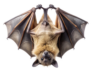 Obraz premium Close up of a fruit bat hanging upside down isolated on transparent background