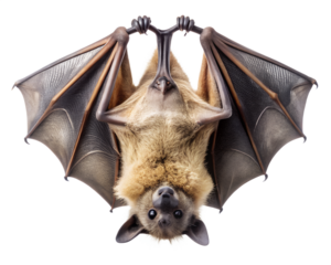 Close up of a fruit bat hanging upside down isolated on transparent background