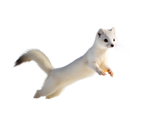An ermine in its white winter coat jumps gracefully isolated on transparent background
