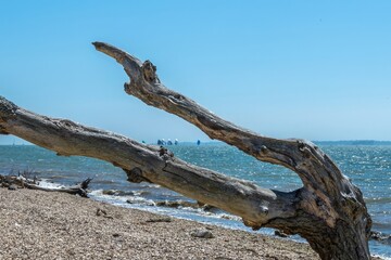 weathered tree trunk on a deserted beach at Warsash with sailing boats and The Isle of Wight in the background Hampshire England