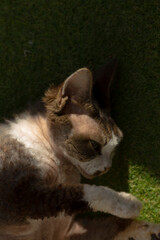 A domestic cat rests on green grass, basking in sunlight, displaying a relaxed posture with its...