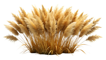 Large pampas grass plant with fluffy seed heads isolated on transparent background