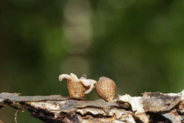 Mushroom plants from the tropical forests of Kalimantan