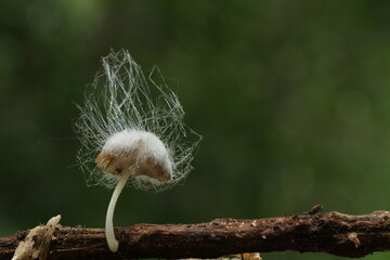 Mushroom plants from the tropical forests of Kalimantan