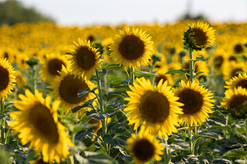 Flowering sunflowers in a field in Bulgaria
