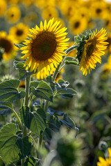 Flowering sunflowers in a field in Bulgaria
