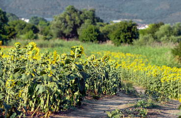 Flowering sunflowers in a field in Bulgaria
