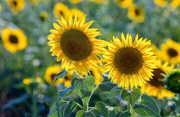 Flowering sunflowers in a field in Bulgaria
