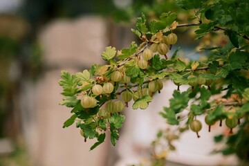 Branches with ripe gooseberries. Beautiful amber summer fruits. File 1