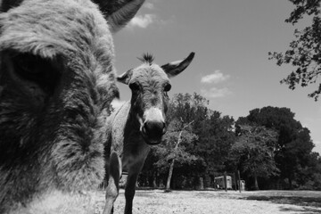 Pair of curious mini donkey friends closeup in black and white on Texas farm.