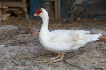 The white duck in nature farm thailand