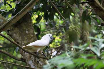 The moluccan cockatoo bird is beautiful animal in garden