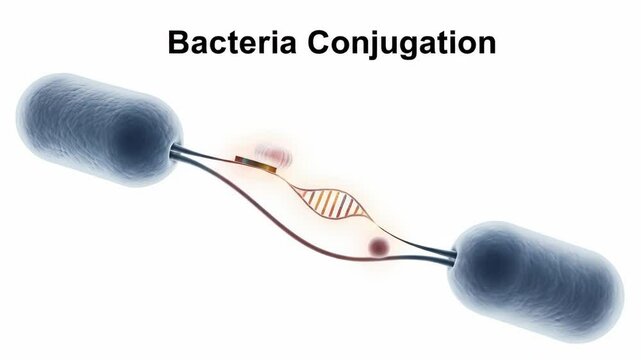 Bacteria Conjugation Process - A 3D video illustration depicting the process of bacterial conjugation, showing two bacteria connected by a pilus with DNA transferring between them.