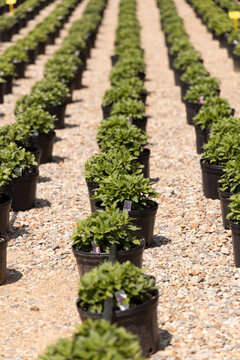 Rows of Potted Green Plants on Gravel at a Commercial Nursery