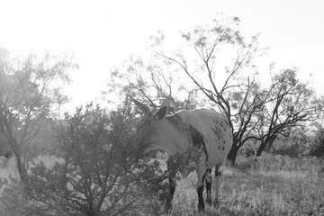 Cow in rural Texas field during summer season in black and white.