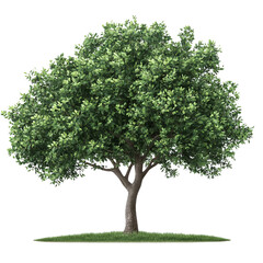 Green tree with lush foliage and detailed bark texture, isolated on transparent background.