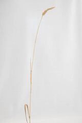 Spike of wheat on light background