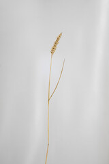 Spike of wheat on light background