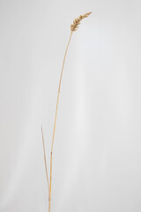 Spike of wheat on light background