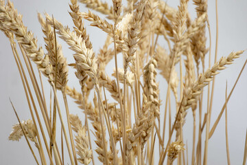 Wheat ears on light background