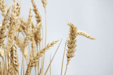 Wheat ears on light background