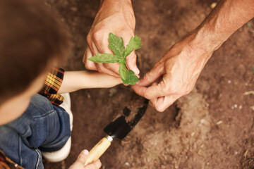 Father and his son planting tree into soil outdoors, closeup