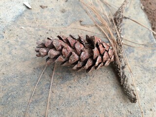 Dried pine cones on stone background. Christmas decorations.