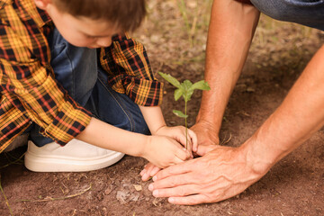 Father and his son planting tree into soil outdoors, closeup