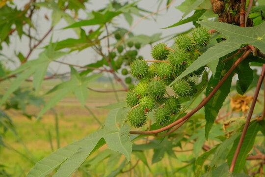 Dried jatropha fruit is green in color