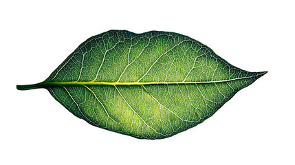Obraz premium A green leaf lips style isolated on transparent background