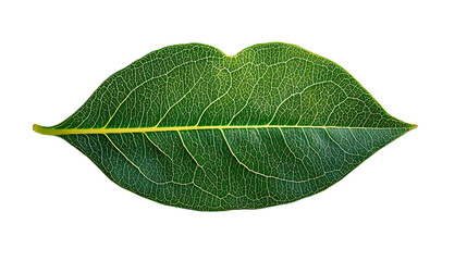 Obraz premium A green leaf lips style isolated on transparent background