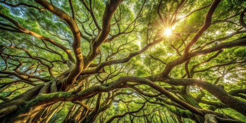 Obraz premium A Majestic Canopy of Ancient Trees Bathed in Golden Sunlight, a Breathtaking View from Below