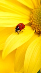 Naklejka premium Ladybug on sunflower petal