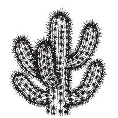 Cactus illustration, drawing. Detailed black and white vector prickly plant.