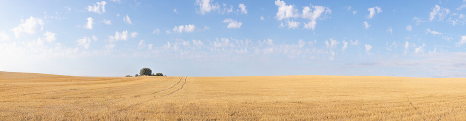 the spanish field