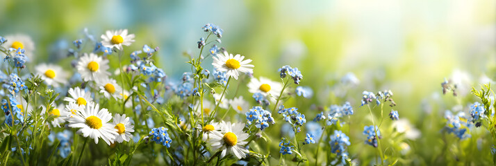 Beautiful spring meadow banner with blurry green background, daisies and blue veronica flowers in sun light. Panorama.
