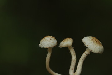 Mushroom plants from the tropical forests of Kalimantan