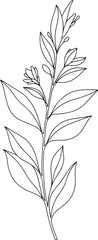 Fototapeta premium A vector illustration of a minimalist botanical outline of a branch with leaves and small flower buds.