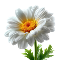 Daisy flower with white petals and bright yellow center captured in a close-up shot against a simple background