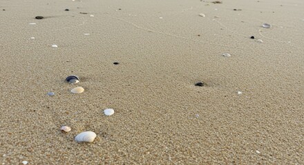 Close Up of Light Beige Sand Beach Texture with Small Shells