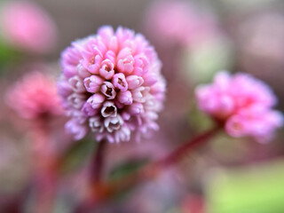 小さなヒメツルソバの花のクローズアップ