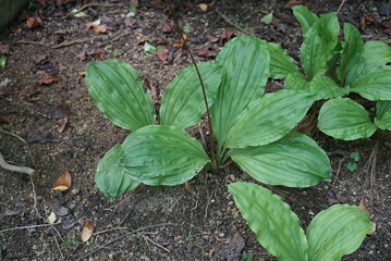 Broad-leaved potato orchid colony in summer forest